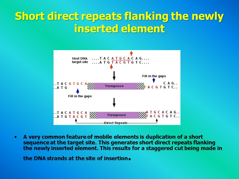 Short direct repeats flanking the newly inserted element      